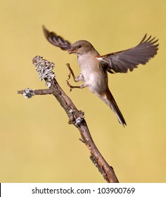 Small Bird Flying