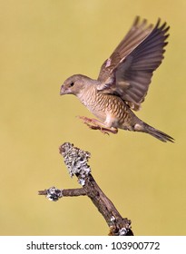 Small Bird Flying