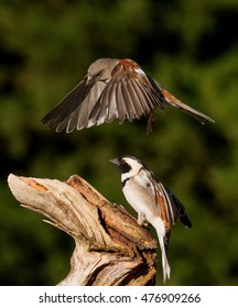 Small Bird Flying