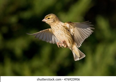 Small Bird Flying