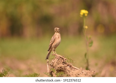 Small bird green plants background nature 