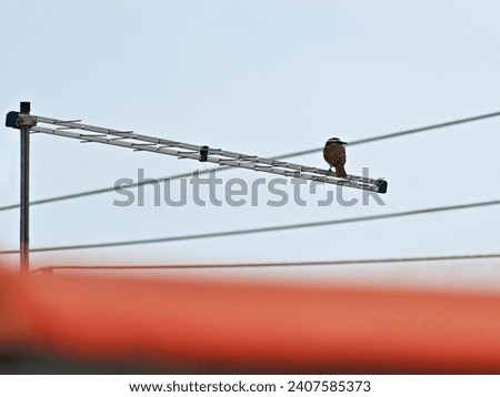 small bird known as the Great Kiskadee (Pitangus sulphuratus), perched on its back on rooftops on a digital TV antenna.
