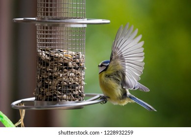 Small Bird Landing