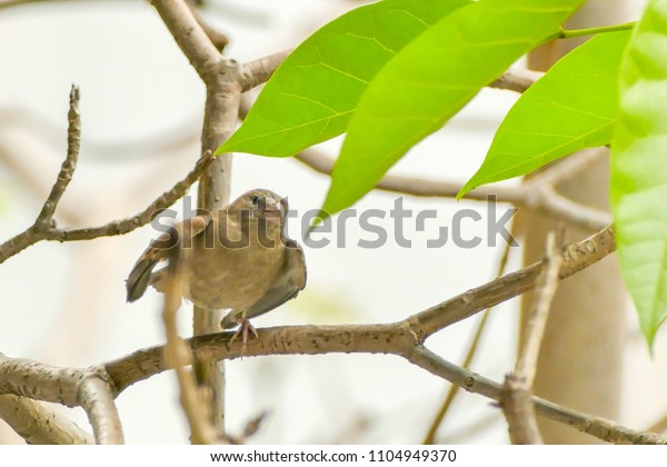 A small bird\
lives in a tree in a big\
city.