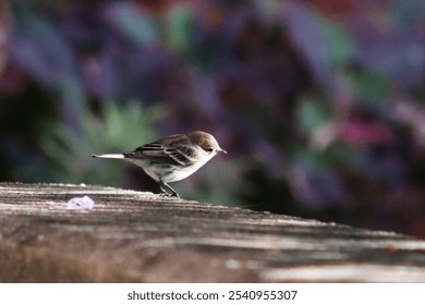 a small bird looking over a ledge