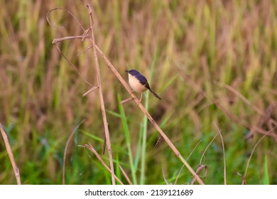 A Small Bird Morning View From Thrissur District In Kerala.