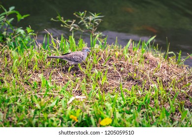 Botanic Birds Stock Photos Images Photography Shutterstock