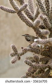 Small bird nesting in a sharp spiny cactus