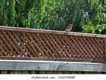 Small Bird On A Back Garden Wooden Trellis Fence With Trees In The Background.