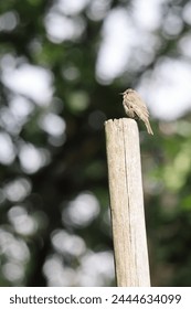 small bird on the fence
