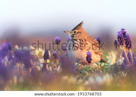 Similar – Bluethroat Biology