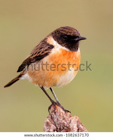 Similar – Image, Stock Photo Pretty bird Beautiful Life