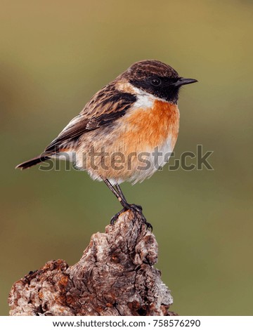 Image, Stock Photo Pretty bird Beautiful Life