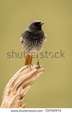 Similar – Image, Stock Photo bird Life Nature Plant