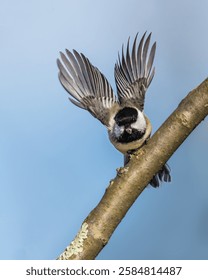 A small bird opens two wings, flying from tree branch, into sky. Black-Capped Chickadee is small, nonmigratory, North American songbird that lives in deciduous and mixed forests.