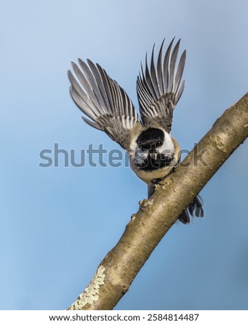 A small bird opens two wings, flying from tree branch, into sky. Black-Capped Chickadee is small, nonmigratory, North American songbird that lives in deciduous and mixed forests.