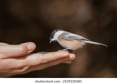 A small bird perched gently on a hand against a blurred background - Powered by Shutterstock