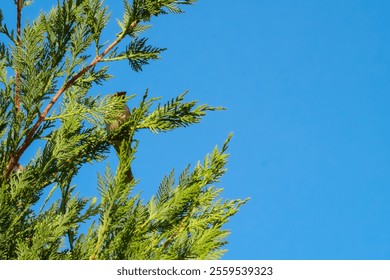 A small bird perched on a branch of a lush green coniferous tree against a clear blue sky. Close-up of pine tree with sparrow, Turkey. - Powered by Shutterstock