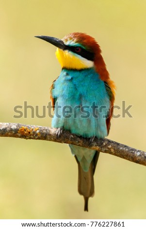 Portrait of a colorful bird