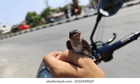 a small bird perched on his hand - Powered by Shutterstock