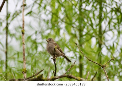 A small bird perched on a mossy branch, surrounded by soft-focus greenery. The bird appears to be a sparrow with brown and gray feathers, gazing calmly in the direction of the camera. - Powered by Shutterstock