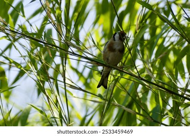 A small bird perched on a mossy branch, surrounded by soft-focus greenery. The bird appears to be a sparrow with brown and gray feathers, gazing calmly in the direction of the camera. - Powered by Shutterstock