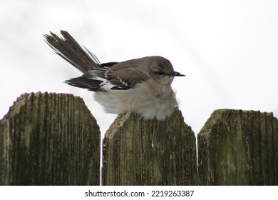 A Small Bird Perched On An Old Wooden Fence. Trying To Stay Warm From The Cold Winter Breeze.