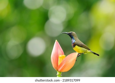 a small bird perched on a orange flower petal with green background and white circle of bokeh - Shutterstock ID 2189317099