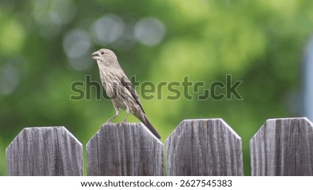 A small bird perched on a rustic wooden fence. Its plumage is a mix of brown and beige, with subtle markings. Its beak is open for mid-song or call. The soft bokeh background with lush green foliage.