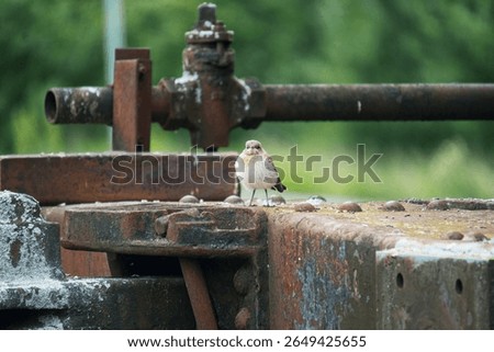 Small Bird Perched on Rusty Train Carriage - Industrial Nature Scene