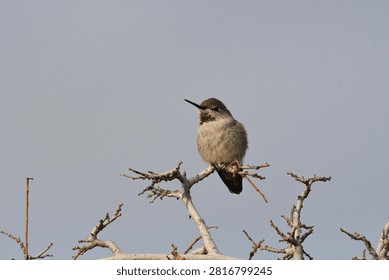 A small bird is perched on a thin branch in a natural area. The sky is clear and the trees around are bare, showing signs of winter. The scene captures a moment in nature.