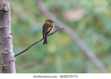 Small bird perched on a thin branch in a natural forest setting with wildlife background ornithology