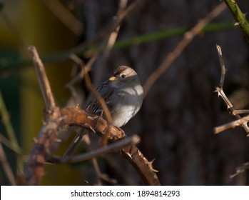 A Small Bird Perched On A Thorny Vine