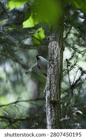 Small bird perched on a tree trunk in a forest.