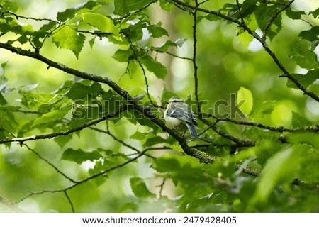 A Small bird perched on a tree branch near a dense greenery area