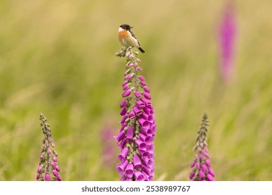 A small bird perched on vibrant pink foxglove flowers in a lush green meadow, showcasing a serene natural setting. - Powered by Shutterstock