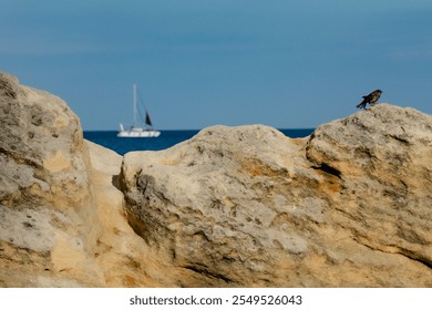 A small bird perched on a weathered rock with a sailboat gliding on the blue sea in the distance under a clear sky - Powered by Shutterstock