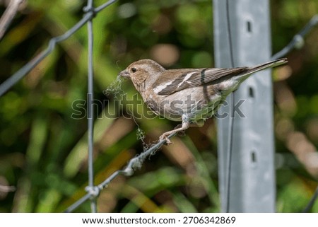A small bird perched on a wire fence holding nesting material in its beak with a blurred green background.