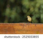 A small bird is perched on a wooden fence. The bird is yellow and he is looking to its left. The scene is peaceful and quiet, with the bird being the only living thing in the image