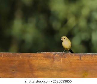 A small bird is perched on a wooden fence. The bird is yellow and he is looking to its left. The scene is peaceful and quiet, with the bird being the only living thing in the image - Powered by Shutterstock