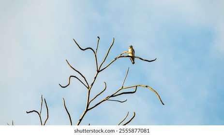 A small bird perches delicately on a bare branch against a vast blue sky. - Powered by Shutterstock