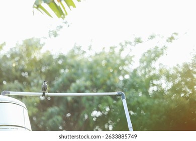 A small bird perches on a metal pipe with a blurred green leafy background, captured in a sunlit natural setting. - Powered by Shutterstock - Get 15% off with code: PIKWIZARD15