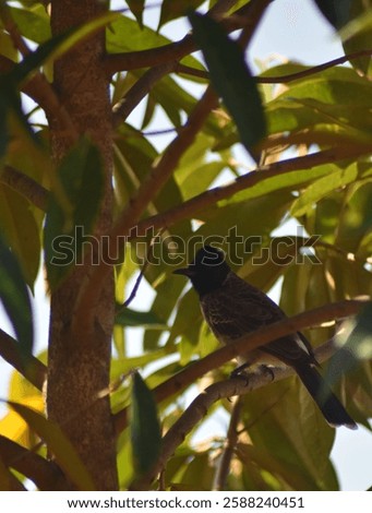 Similar – Foto Bild Gelassener Vogel auf einem Beerenzweig im Winter