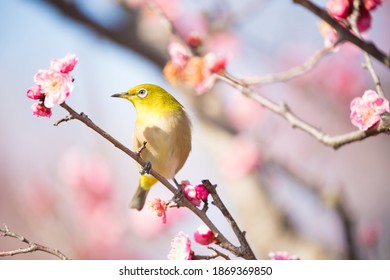 A small bird perching on a cherry blossom - Shutterstock ID 1869369850