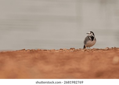 Small bird posing looking to the side