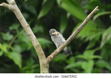 small bird with prey