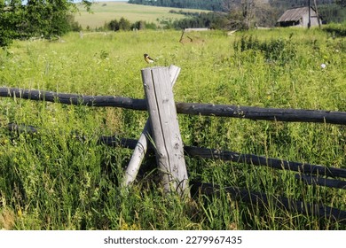 A small bird with a red breast and a black head sits on an old wooden fence, abandoned village, countryside, hill, sunny summer morning, tall grass, rough texture, beak, friendly, environment,serenity