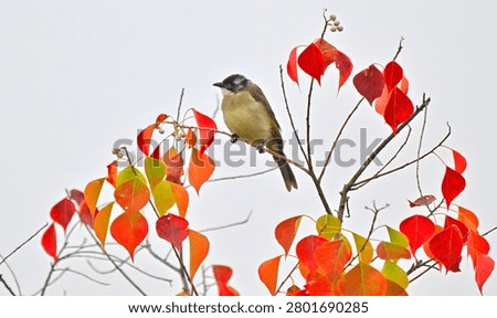 Small bird resting on branches covered with vibrant red and orange autumn lantern leaves against a light sky
