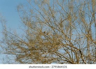 A small bird rests on sparse, leafless tree branches under a clear blue sky, captured with a warm film photography aesthetic.