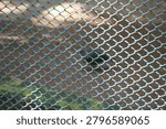 Small bird seen through a protective metal grid fence with a small bird stands behind metal mesh